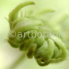 Ringelblume-Calendula-officinalis-88