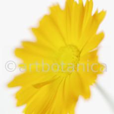 Ringelblume-Calendula-officinalis-63