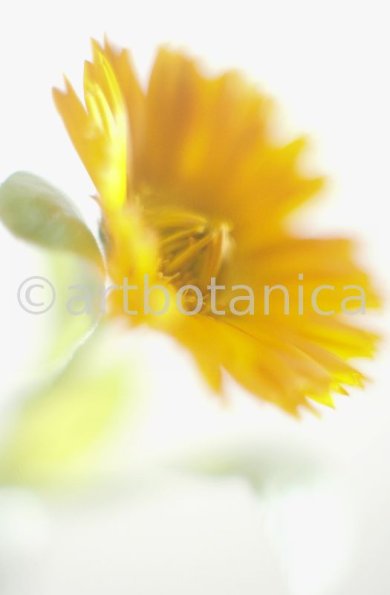 Ringelblume-Calendula-officinalis-50