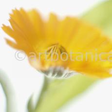 Ringelblume-Calendula-officinalis-37