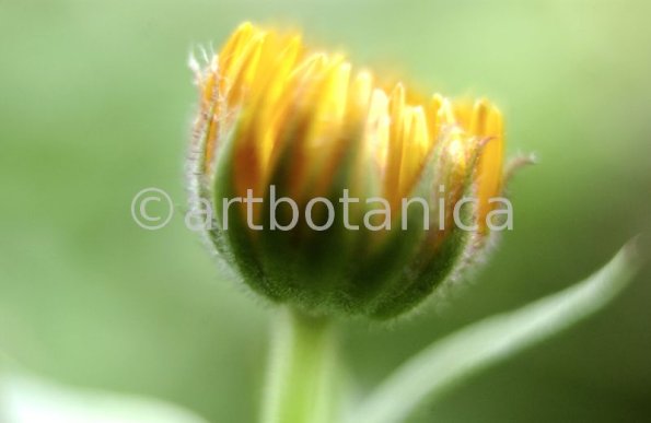 Ringelblume-Calendula-officinalis-74