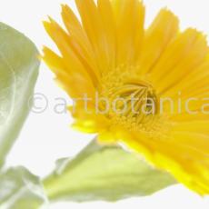 Ringelblume-Calendula-officinalis-49