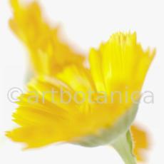 Ringelblume-Calendula-officinalis-8