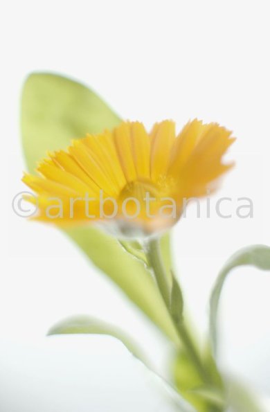 Ringelblume-Calendula-officinalis-39