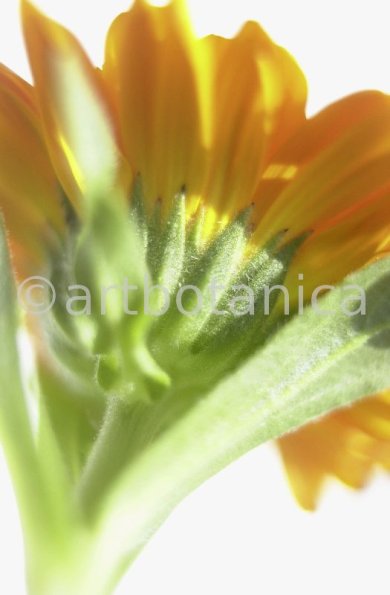 Ringelblume-Calendula-officinalis-7