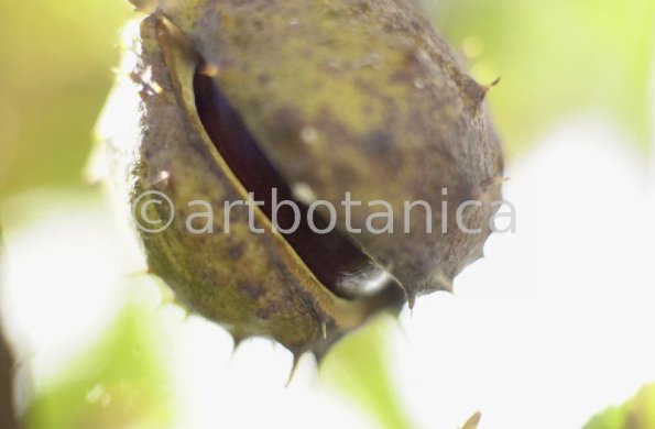 Kastanie-Frucht-Aesculus-hippocastanum-9