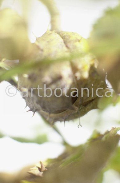 Kastanie-Frucht-Aesculus-hippocastanum-1
