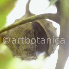 Kastanie-Frucht-Aesculus-hippocastanum-4