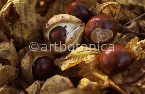 Kastanie-Frucht-Aesculus-hippocastanum-13