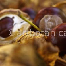 Kastanie-Frucht-Aesculus-hippocastanum-12