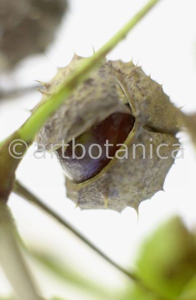 Kastanie-Frucht-Aesculus-hippocastanum-5