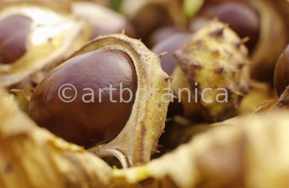 Kastanie-Frucht-Aesculus-hippocastanum-17