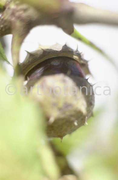 Kastanie-Frucht-Aesculus-hippocastanum-7