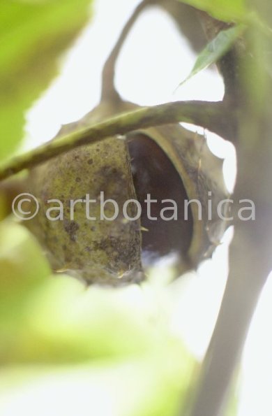 Kastanie-Frucht-Aesculus-hippocastanum-4