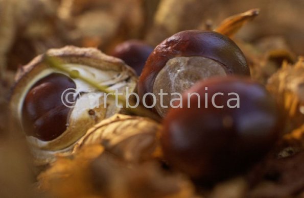 Kastanie-Frucht-Aesculus-hippocastanum-11