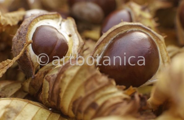 Kastanie-Frucht-Aesculus-hippocastanum-16