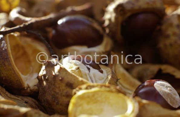 Kastanie-Frucht-Aesculus-hippocastanum-10