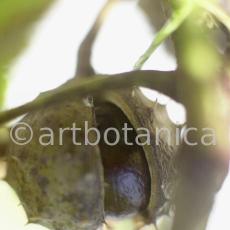 Kastanie-Frucht-Aesculus-hippocastanum-6