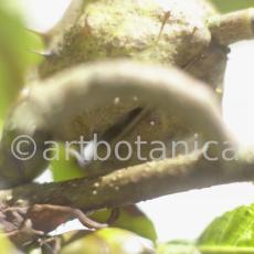 Kastanie-Frucht-Aesculus-hippocastanum-8