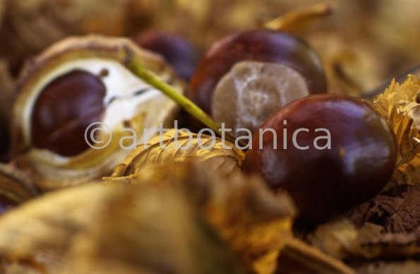 Kastanie-Frucht-Aesculus-hippocastanum-12