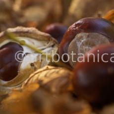 Kastanie-Frucht-Aesculus-hippocastanum-11