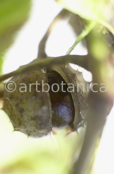 Kastanie-Frucht-Aesculus-hippocastanum-6