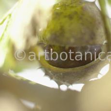 Kastanie-Frucht-Aesculus-hippocastanum-2