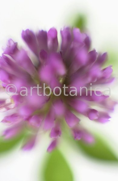 Rotklee-Trifolium-pratense-12