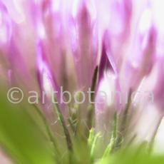 Rotklee-Trifolium-pratense-8