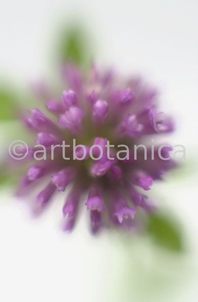 Rotklee-Trifolium-pratense-6