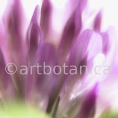 Rotklee-Trifolium-pratense-11