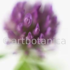 Rotklee-Trifolium-pratense-21