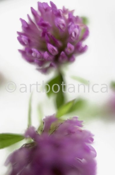 Rotklee-Trifolium-pratense-13