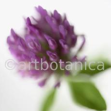 Rotklee-Trifolium-pratense-4