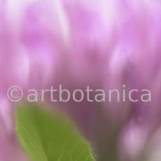 Rotklee-Trifolium-pratense-7
