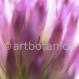 Rotklee - Trifolium partense