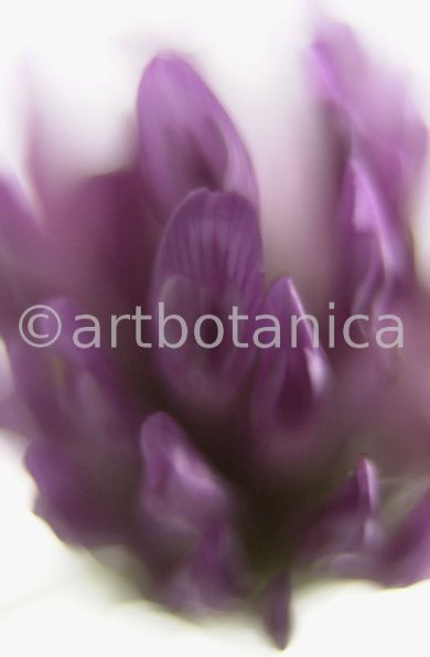 Rotklee-Trifolium-pratense-18