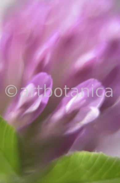 Rotklee-Trifolium-pratense-5