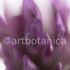 Rotklee-Trifolium-pratense-18