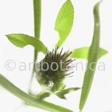 Rotklee-Trifolium-pratense-25