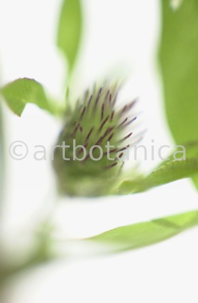 Rotklee-Trifolium-pratense-22