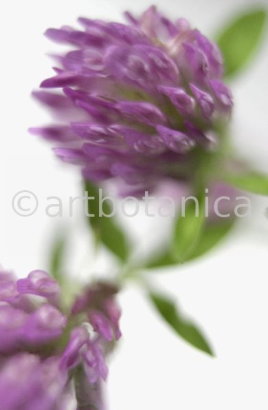 Rotklee-Trifolium-pratense-16
