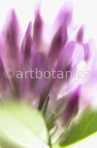 Rotklee-Trifolium-pratense-11