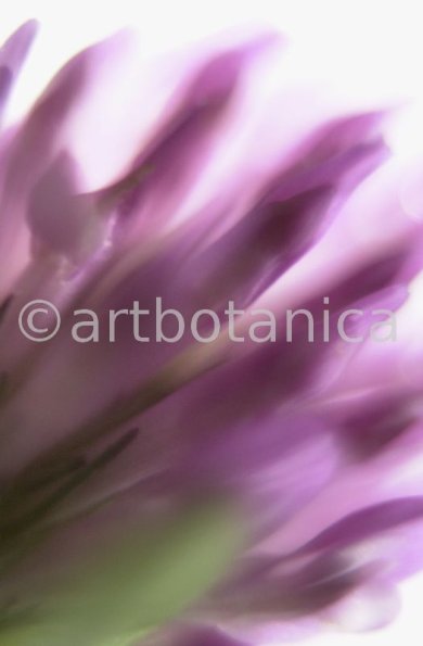 Rotklee-Trifolium-pratense-3