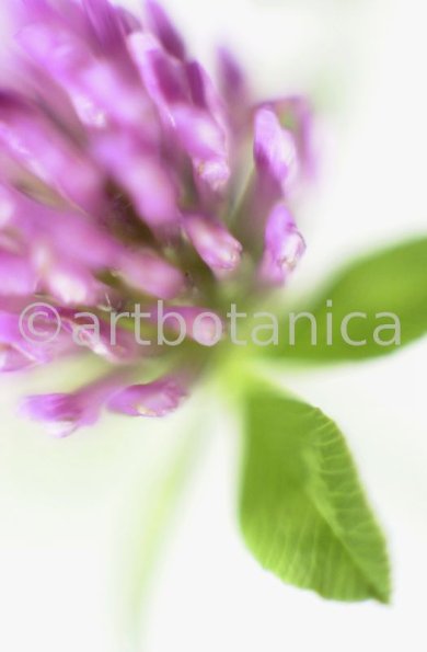 Rotklee-Trifolium-pratense-1