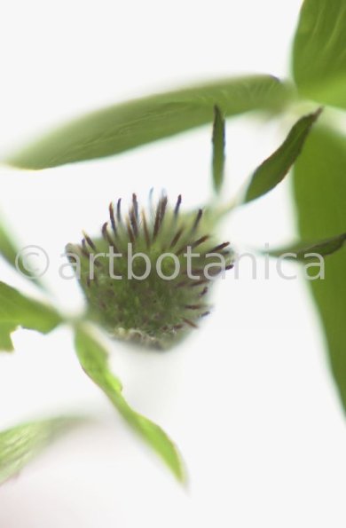 Rotklee-Trifolium-pratense-17