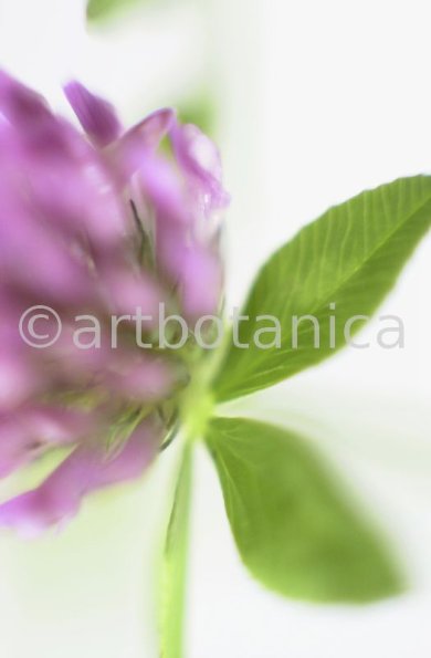 Rotklee-Trifolium-pratense-2