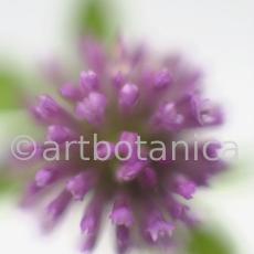 Rotklee-Trifolium-pratense-6