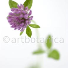 Rotklee-Trifolium-pratense-10