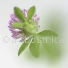 Rotklee-Trifolium-pratense-23